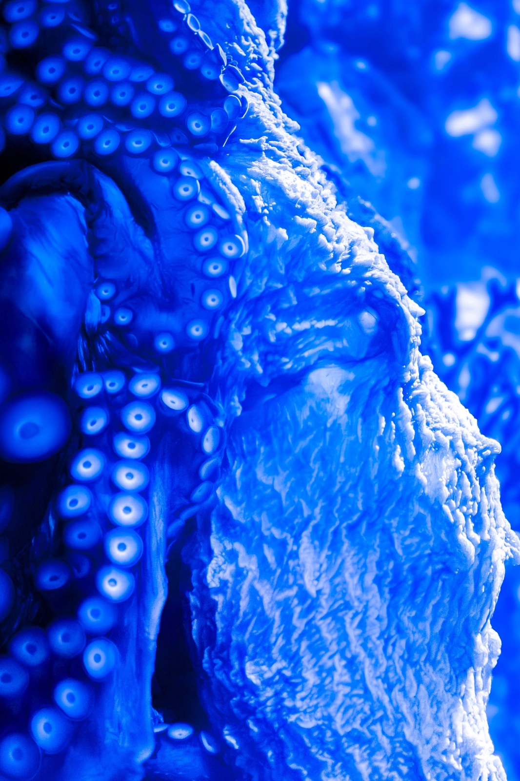 An abstract vision of an octopus, glowing in shades of eerie blue, each tentacle curling and unfurling like ancient scrolls of knowledge unfurled under the moon's glare. The texture of its skin ripples like the ocean’s breath, an alien language in each suction cup, whispering stories of the deep, of darkness, of things that live where light has never touched. It’s an invitation— or perhaps a warning.