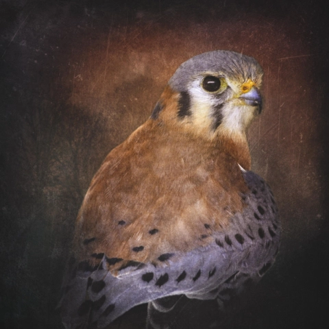 Kestrel