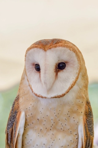 Barn Owl