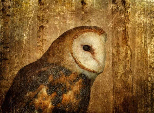 Barn Owl