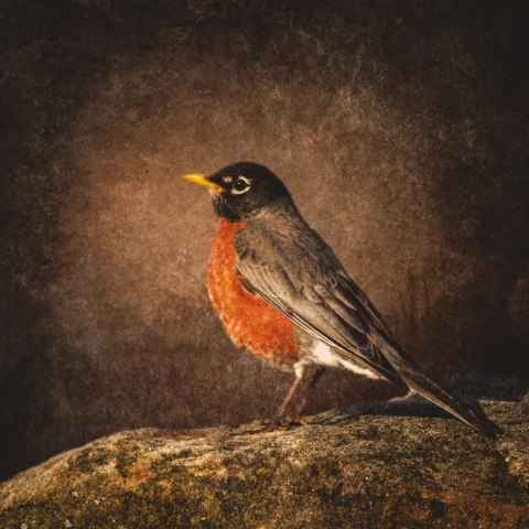 Robin